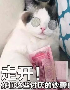 主人一块二贱卖小黑猫,本该伤心的故事我却忍不住笑了