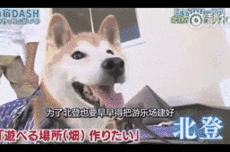 柯基柴犬二哈,没想到这些活在表情包里熟悉的狗狗身影,已经离世