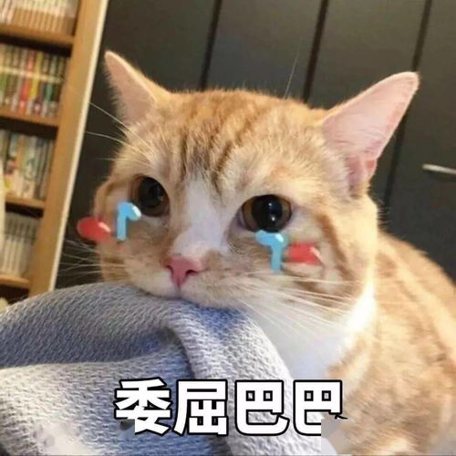 烦了累了,欣赏欣赏猫咪表情包太治愈啦
