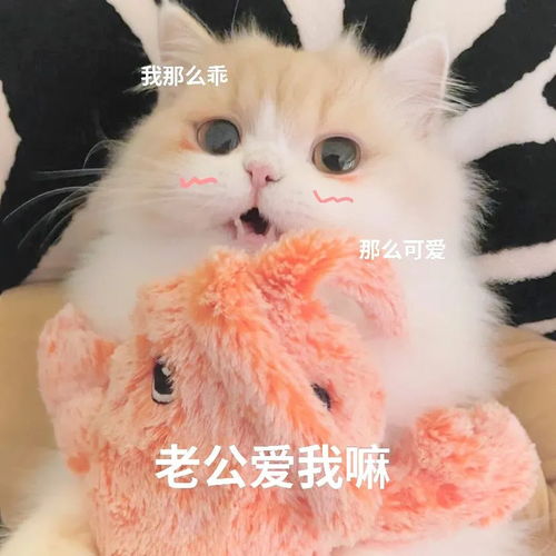 表情包谁会拒绝一只叫老公的猫猫呢