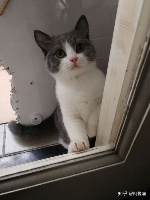 猫可以萌到什么程度