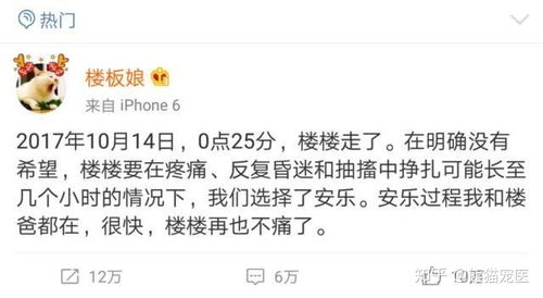 请问表情包上的这只猫叫什么