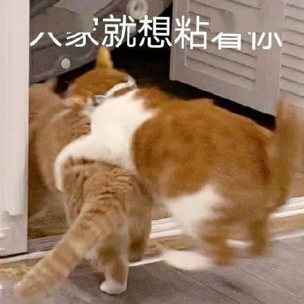 今日份沙雕搞笑表情包