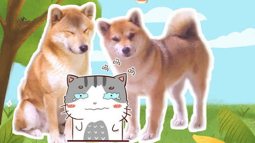 据说有些狗狗养着养着就变成了猫咪,特别是柴犬