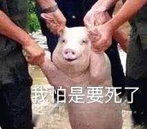 武平一只猪越狱,被7名路人合伙屠杀这事还没完...