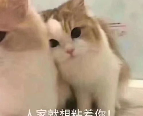 萌宠发飙表情包老虎不发威拿我当病猫吗