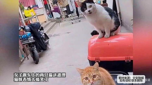 花园猫表情包讲道理