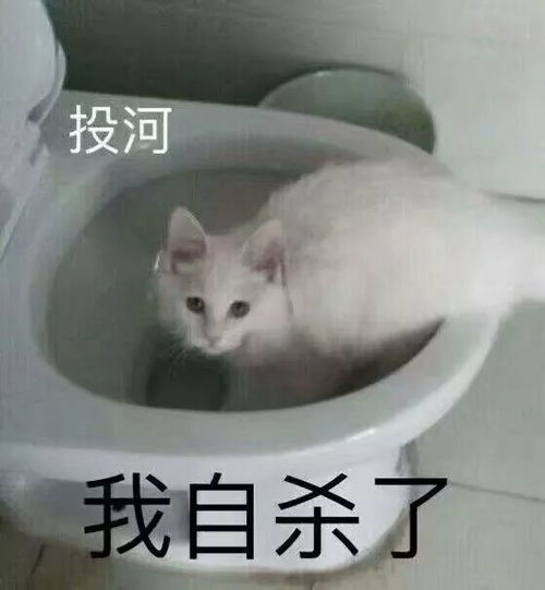 萌宠表情包带字图片困犯困