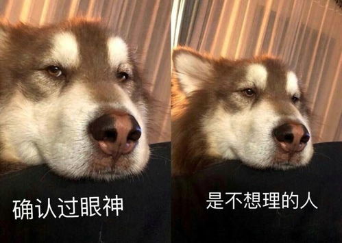 带苏牧去理发店,走到门口狗子就瑟瑟发抖,一探头主人也吓坏了