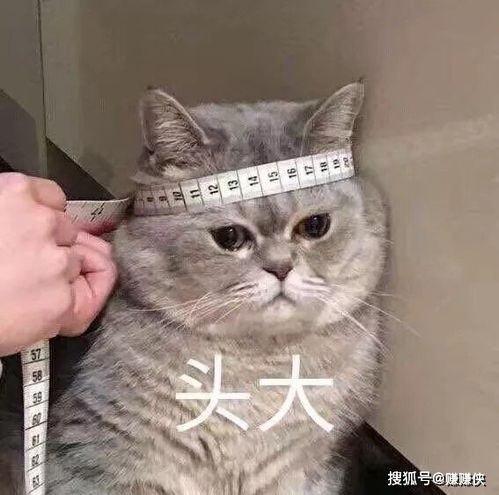 可爱表情包暴富和抱你,总要选一个吧