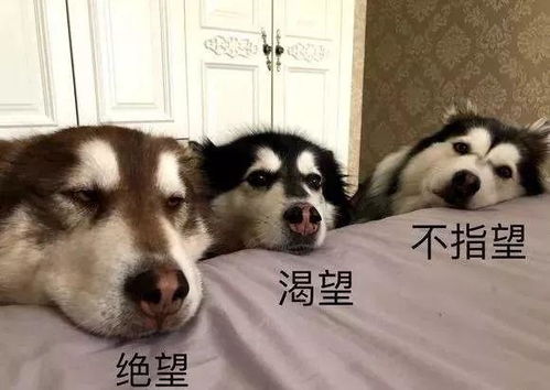被最鬼畜的文综题目雷哭惹,这绝对是理科生不懂的痛
