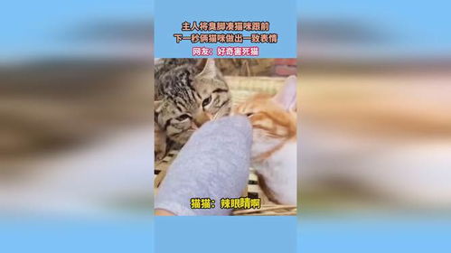 主人将臭脚凑猫咪跟前,下一秒俩猫咪做出一致表情,网友好奇害死猫