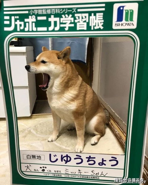 又一个柴犬表情包戏精汪星人堪比狗界影后