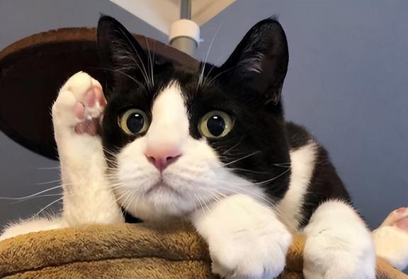 自从养了奶牛猫,我后悔了,都是过来人的经验