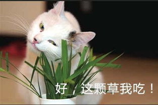 哆啦a梦的礼物快来领这么萌叫我怎么穿