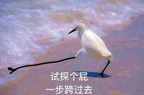 非酋表情包原图管永