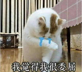 可爱猫咪表情包,萌萌的小仙女最为喜欢,小哥哥都hold不住