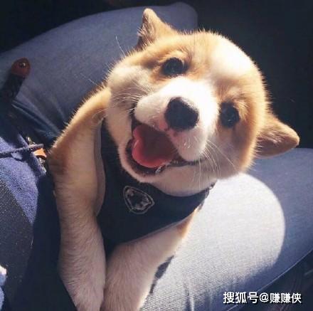 萌娃狗头表情包图片,超凶可恶,恋爱吗
