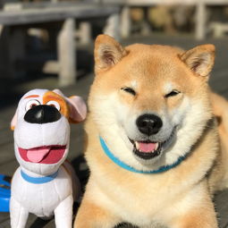 最红柴犬maru的16样超q周边满足粉丝心