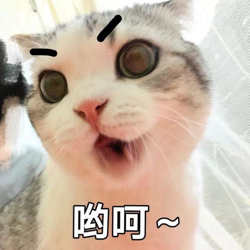 幽默笑话大师,你们这边wifi密码是什么