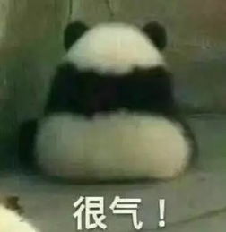 大熊猫打架被扒裤子,咋感觉这么尴尬呢