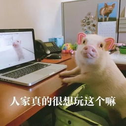 猪猪表情包合集