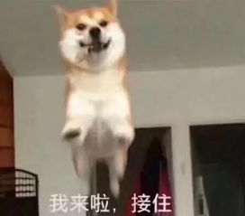 当代都市丽人旅行图鉴