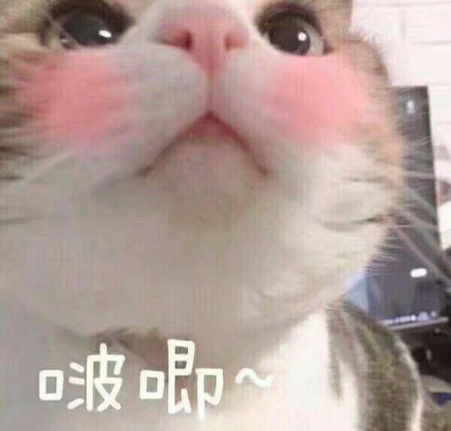 小哥哥表情包表情