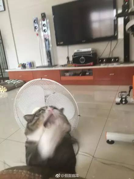主人拍下逗猫时画面,第一张,我就直接喷饭了...