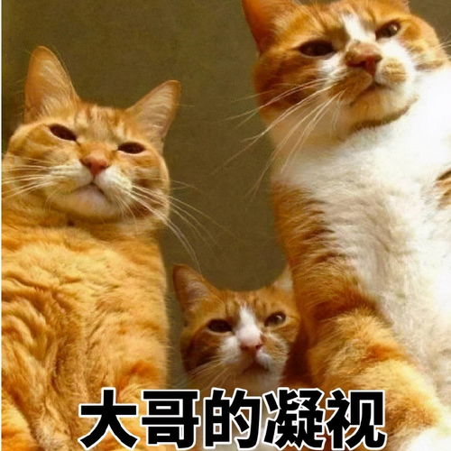 猫咪表情包合集在出来玩