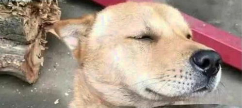 狗狗捣蛋老犯事,主人拿大刀架脖子上,没想狗狗竟露出这神情