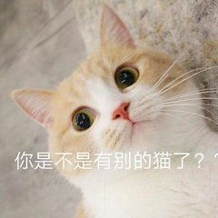 猫咪表情包