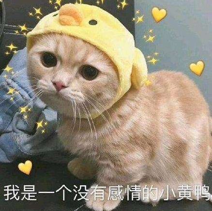 疫苗年年打,次次特别痛,铲屎官就不能心疼一下本喵吗