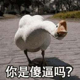 网红比心鸭子表情包哪里有最新最全比心鸭子表情包分享