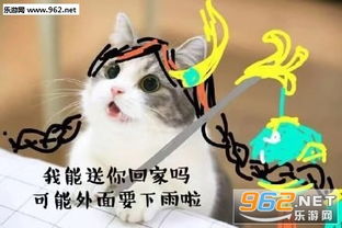 王者荣耀猫咪版表情包王者荣耀猫表情包下载乐游网游戏下载