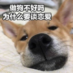 单身表情包合集单身万岁