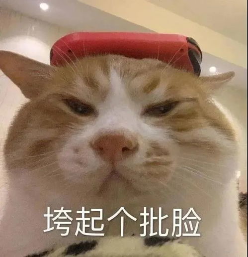 沙雕表情别闹了,对不起,不管怎样你有理腾讯新闻