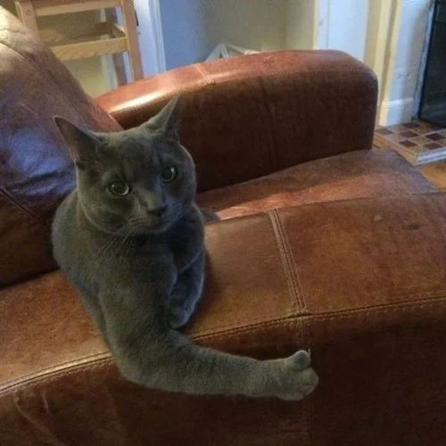 猫叫表情包看书