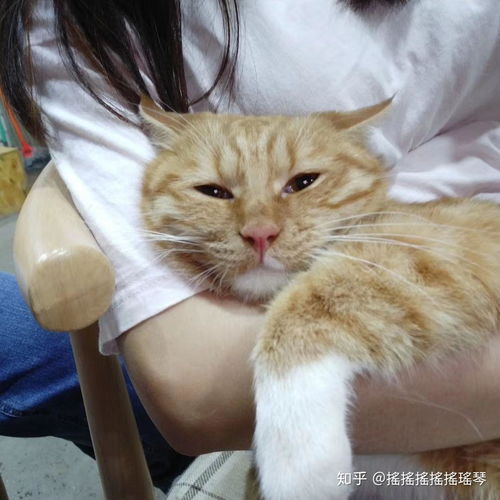 有哪些可爱的高糊小动物表情包