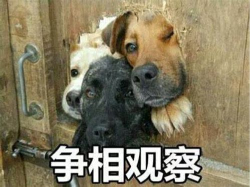 家族的上市盛宴一辆丰田换回41股份,奕东电子大客户频繁丢失,上市前突击分红,还大存大贷