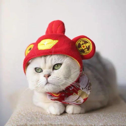快保存最适合过年搞钱的99个猫表情包