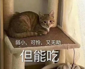 没错,没钱就是可以为所欲为轻松一刻11月12日晚间版
