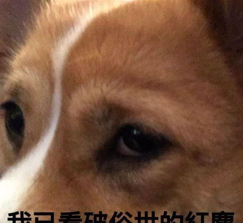狗能通过尿尿伪装身高专家但有一种狗是例外