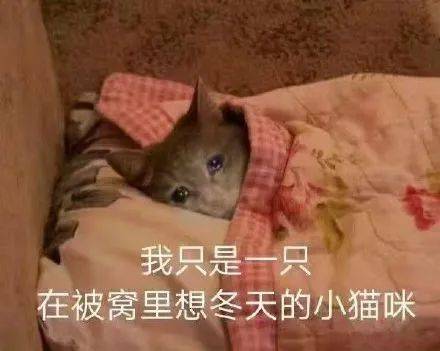 表情包冷天儿也太冷了我应该呆在家里