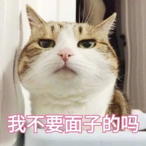 哪里的表情包最全app猫咪