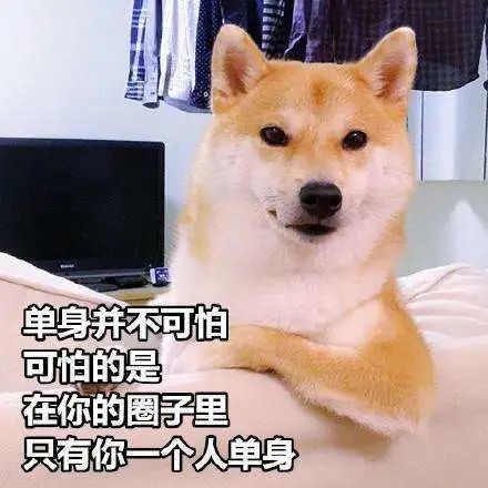 家里猫咪怀孕后,铲屎官可以做这些