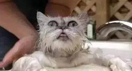 猫为什么不喜欢洗澡呢