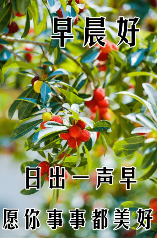 11月15日最漂亮早上好动态表情图片大全,早晨好动图美图大全