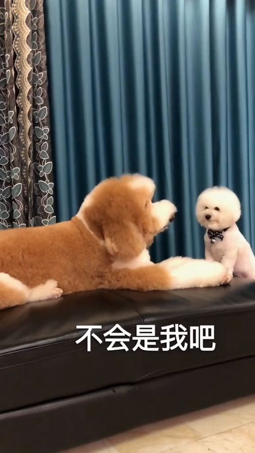 最打脸的表情,太萌了