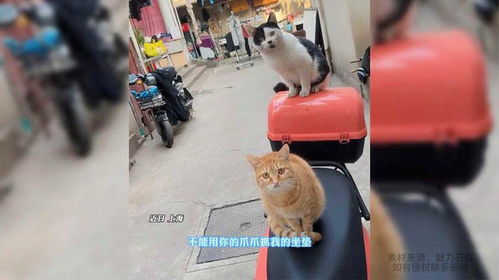 女子跟车上的两只猫讲道理,猫的表情太搞笑了